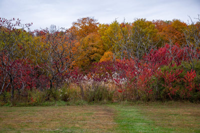 Parc_BV61.jpg