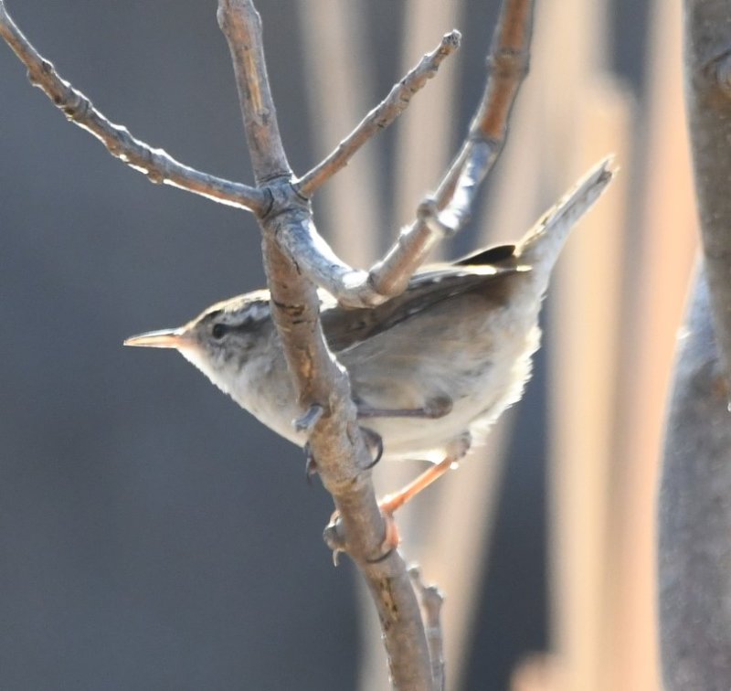 DSC_4835b.jpg