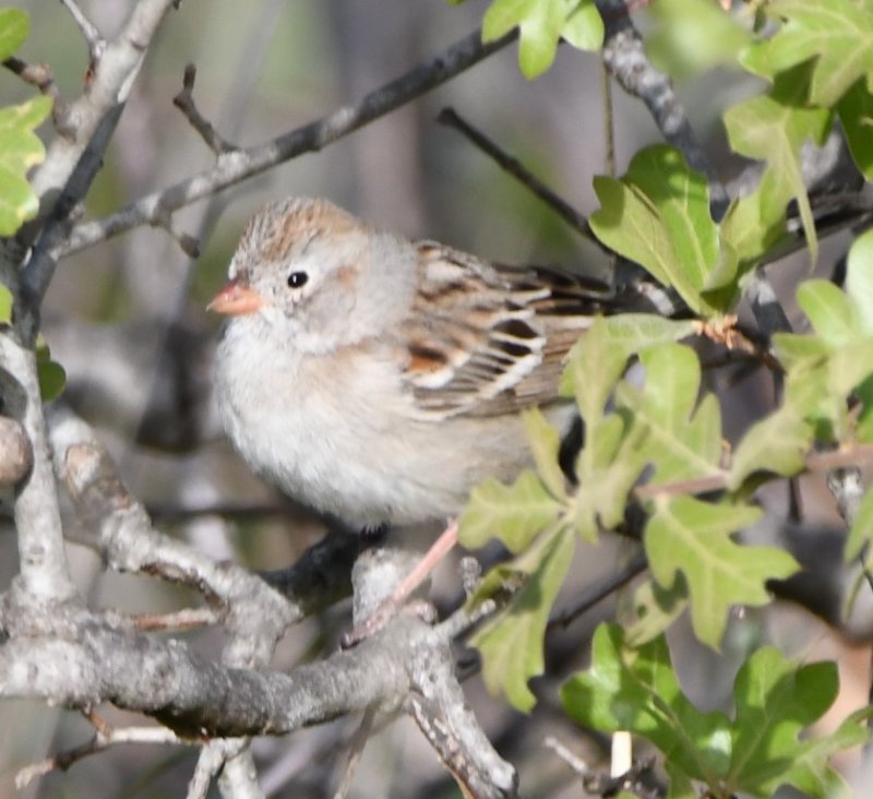 DSC_7575b.jpg
