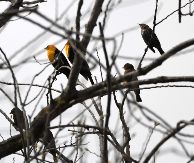 DSC_9319b.jpg