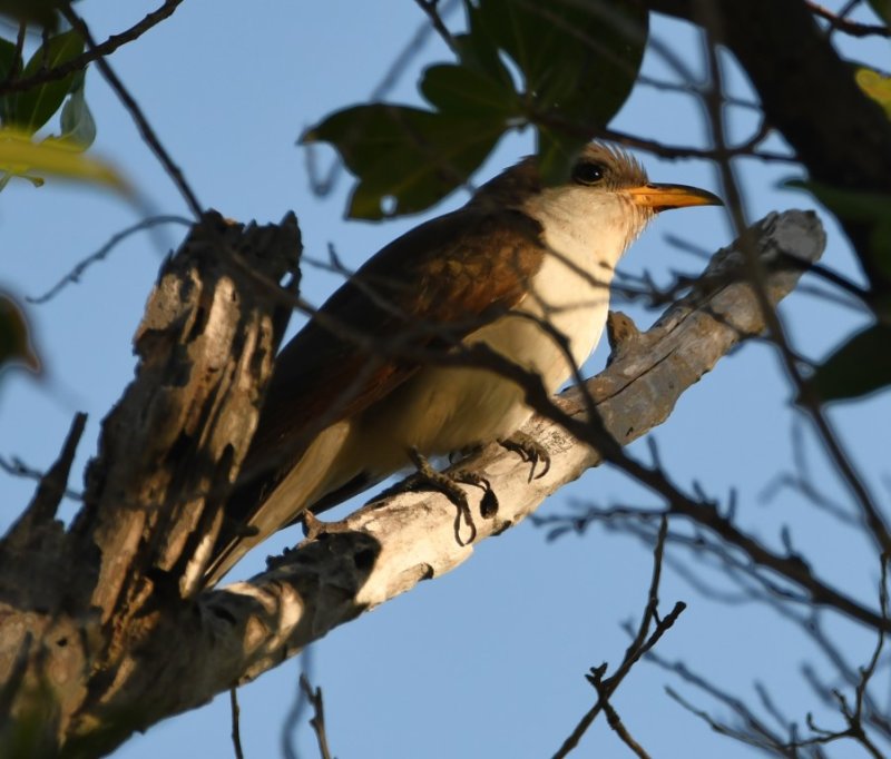 DSC_5136b.jpg