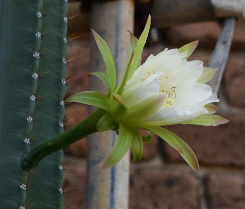 DSC_5237b.jpg