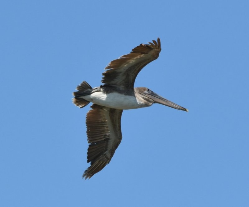 DSC_5345b.jpg