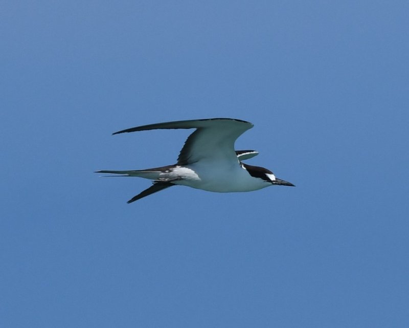 DSC_5516b.jpg