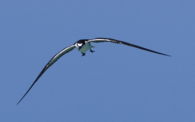 DSC_5522b.jpg