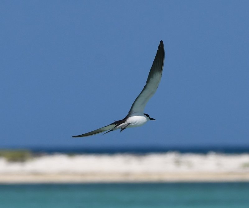 DSC_5524b.jpg