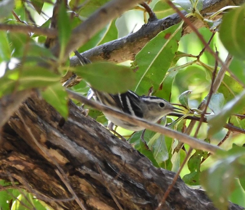 DSC_5579b.jpg