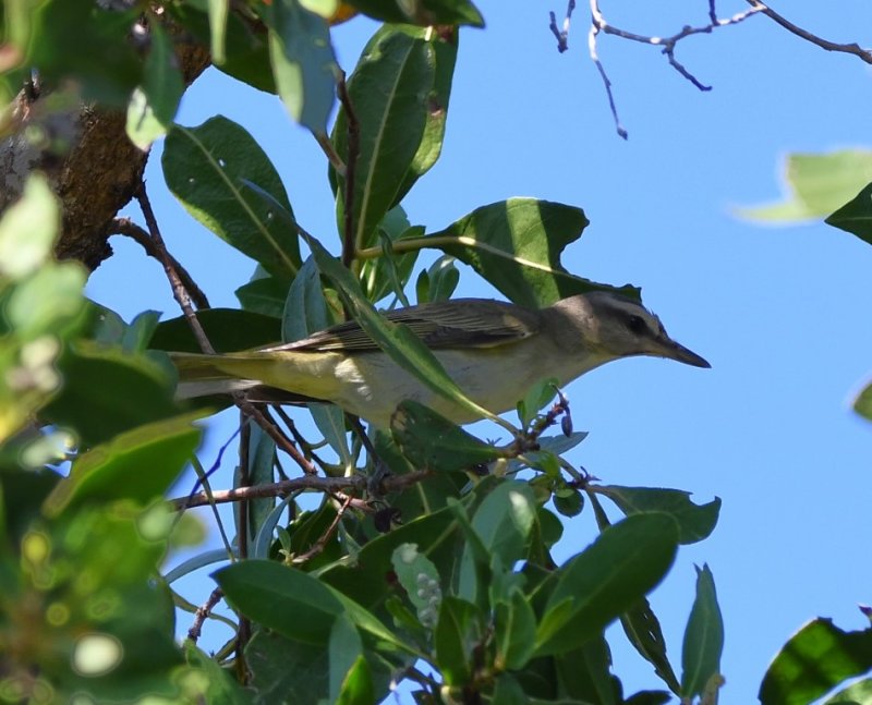 DSC_5611b.jpg