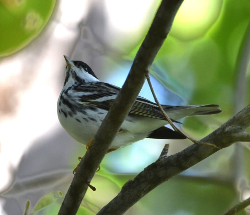 DSC_4608b.jpg