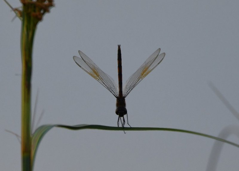 DSC_4145b.jpg