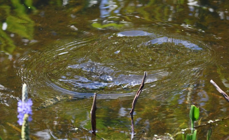 DSC_3279b.jpg