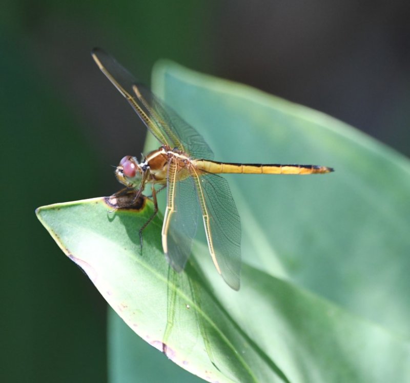 DSC_3435b.jpg