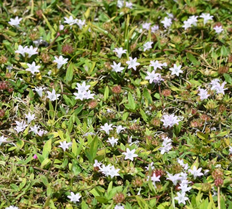 DSC_0723b.jpg