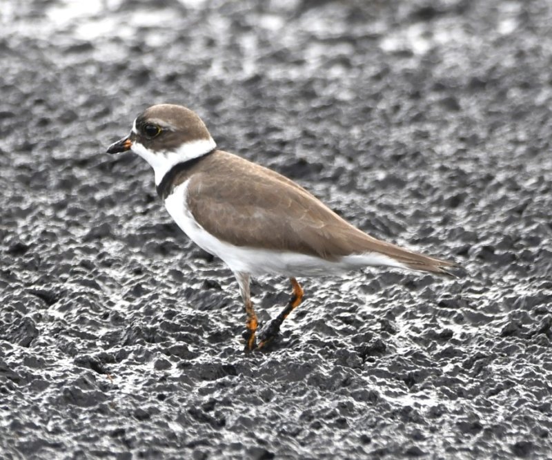DSC_0923b.jpg