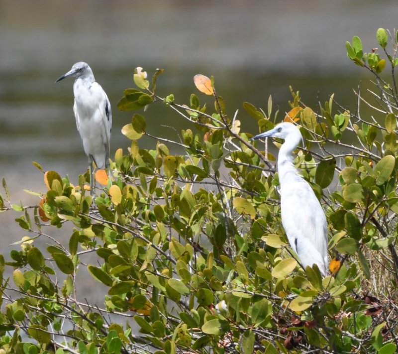 DSC_0953b.jpg