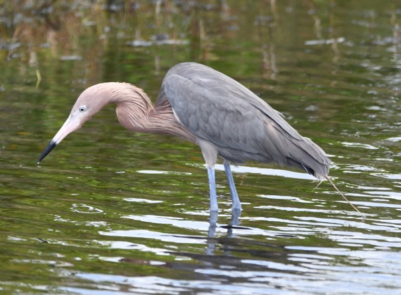 DSC_1144b.jpg