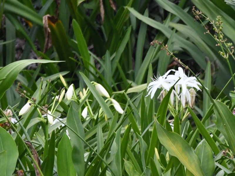 DSC_2255b.jpg