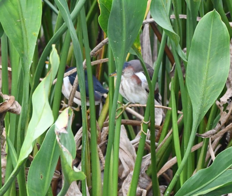DSC_2265b.jpg