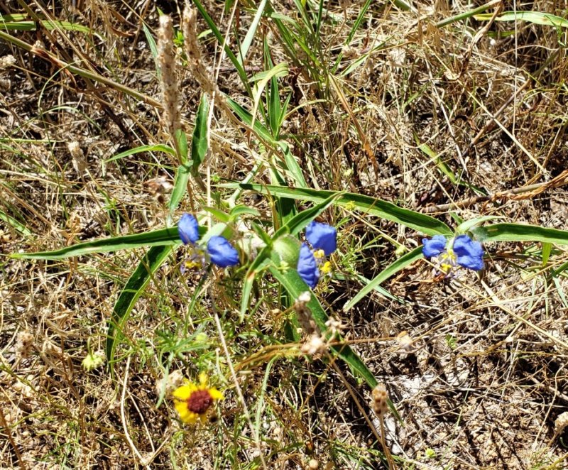20190624_114320b.jpg