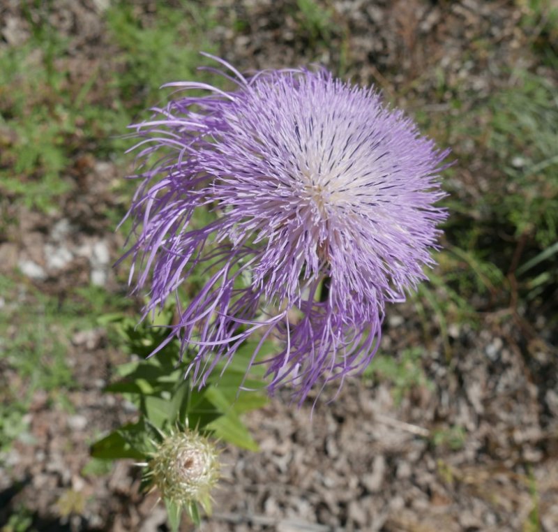 P1050183b.jpg