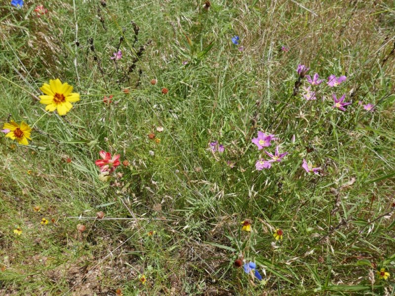 P1050195b.jpg