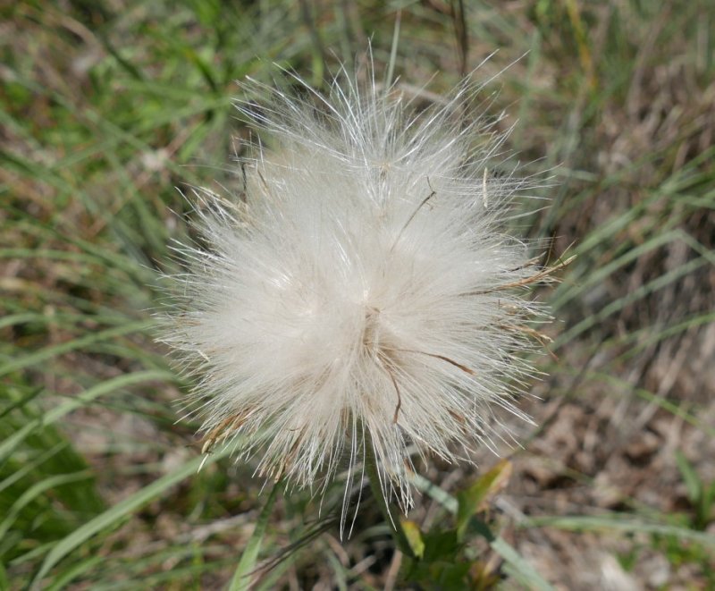 P1050232b.jpg