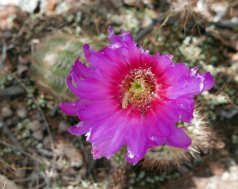 P1050243b.jpg