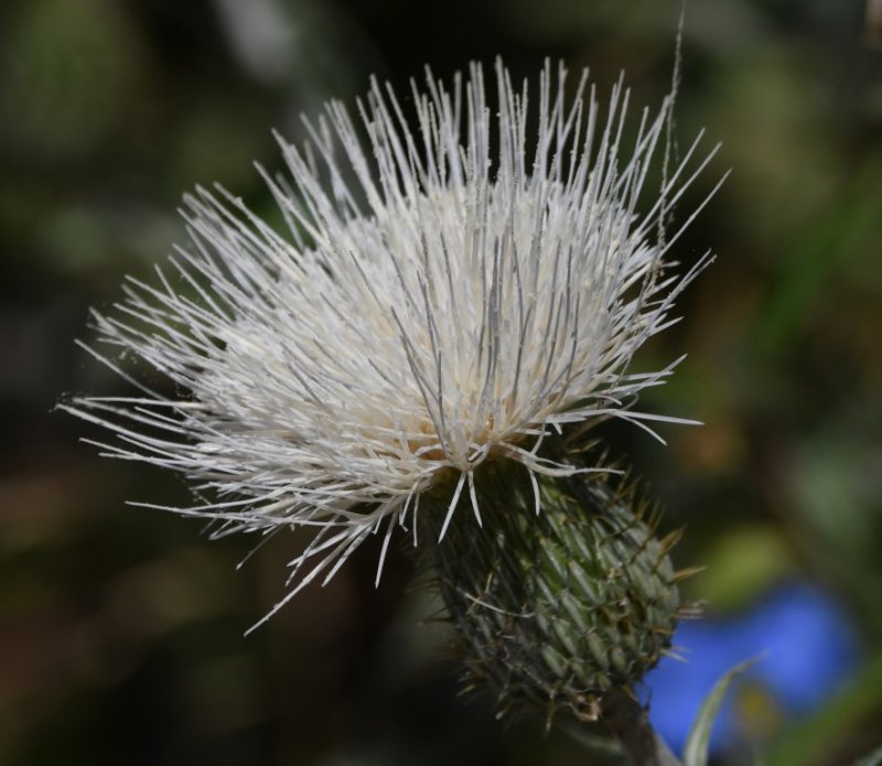 DSC_8377b.jpg