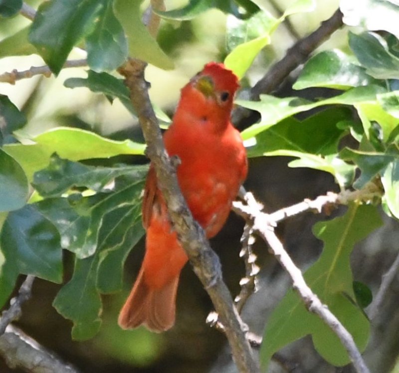 DSC_8545b.jpg