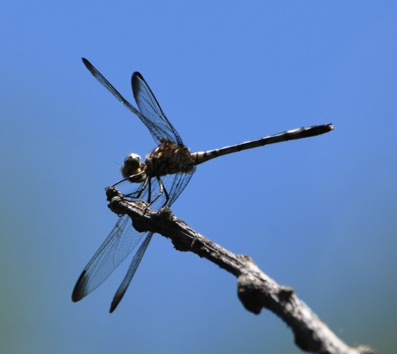 DSC_8607b.jpg