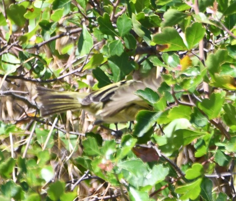 DSC_8646b.jpg