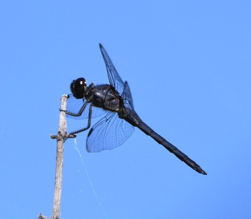 DSC_8801b.jpg