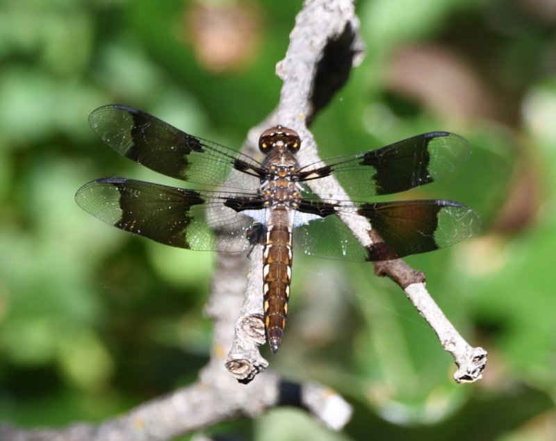 DSC_8829b.jpg