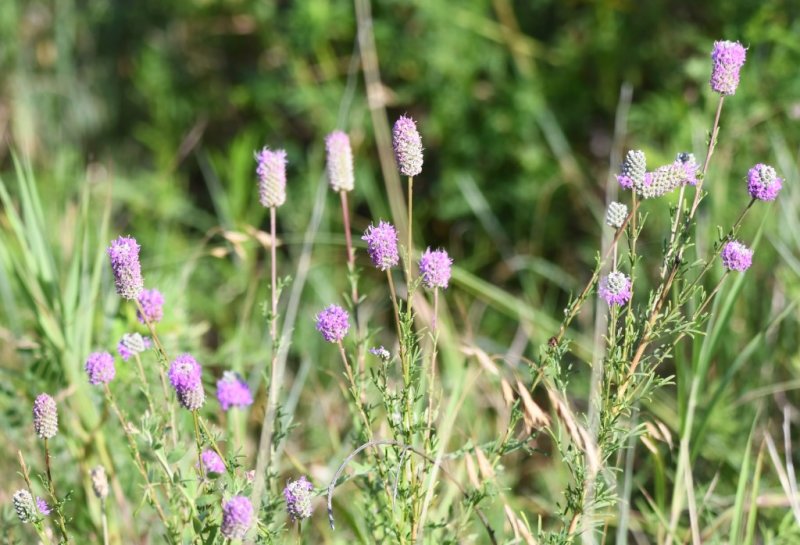 DSC_8864b.jpg