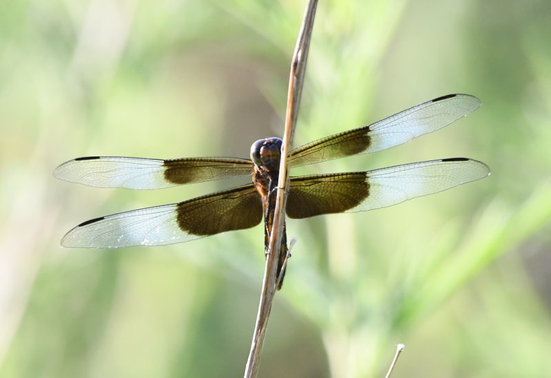 DSC_8966b.JPG