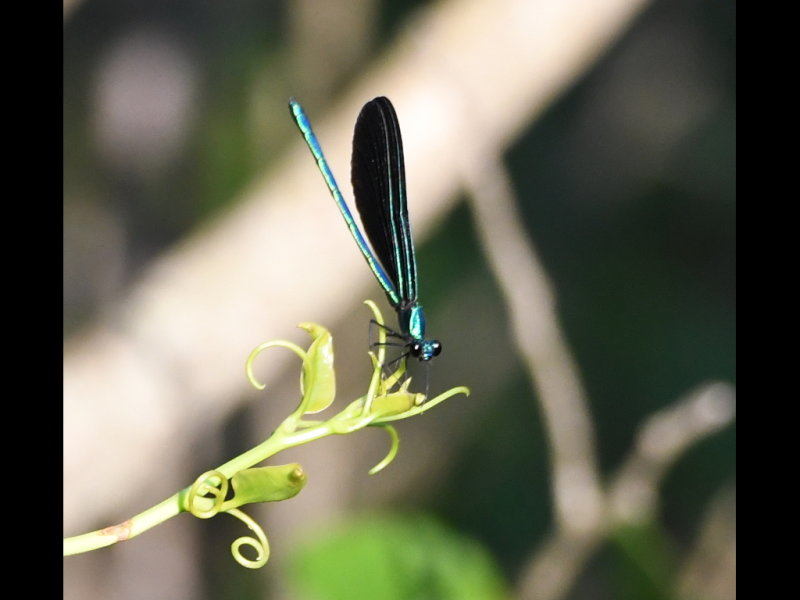 DSC_8990b.JPG