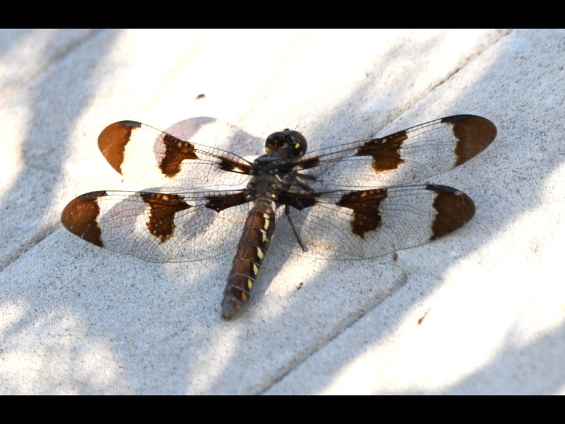 DSC_9015b.JPG
