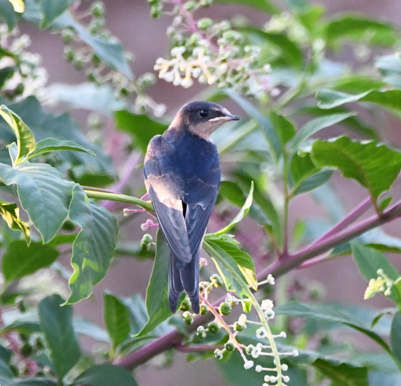 DSC_9030b.JPG