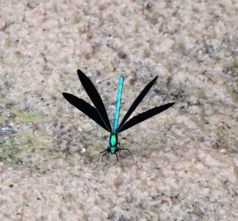 DSC_9134b.jpg