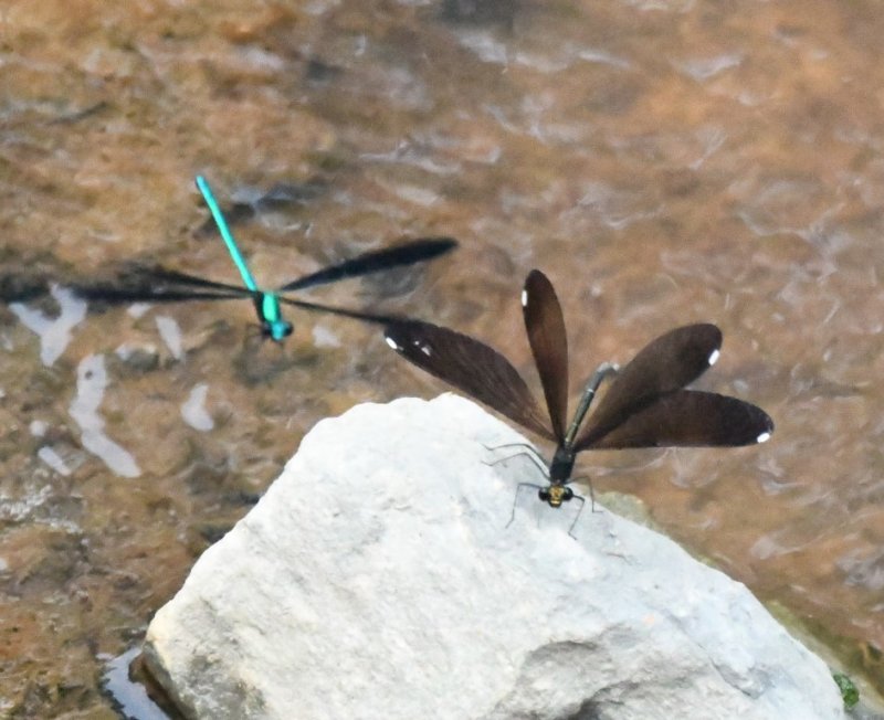 DSC_9179b.jpg