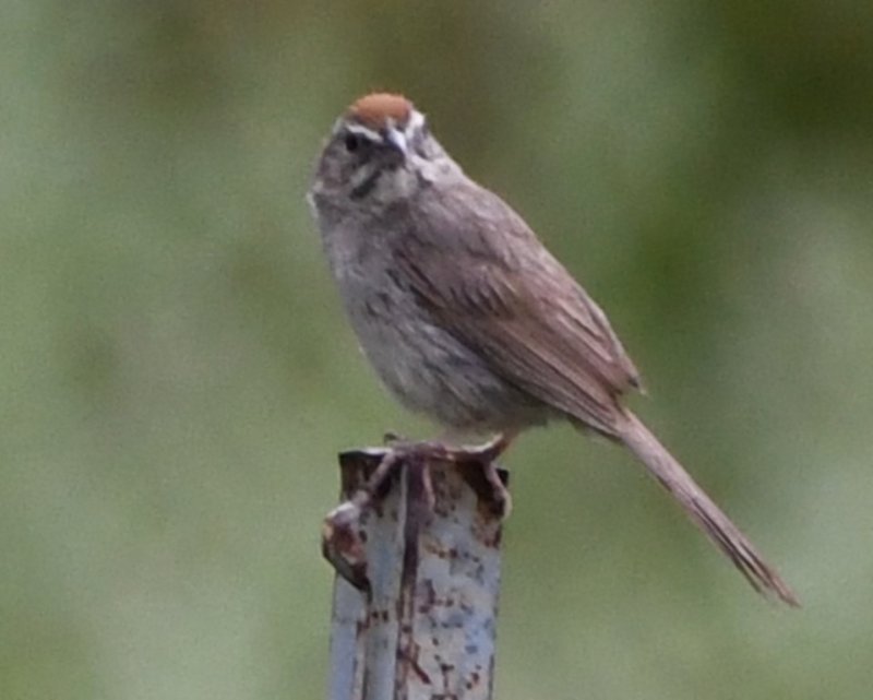 DSC_9525b.jpg