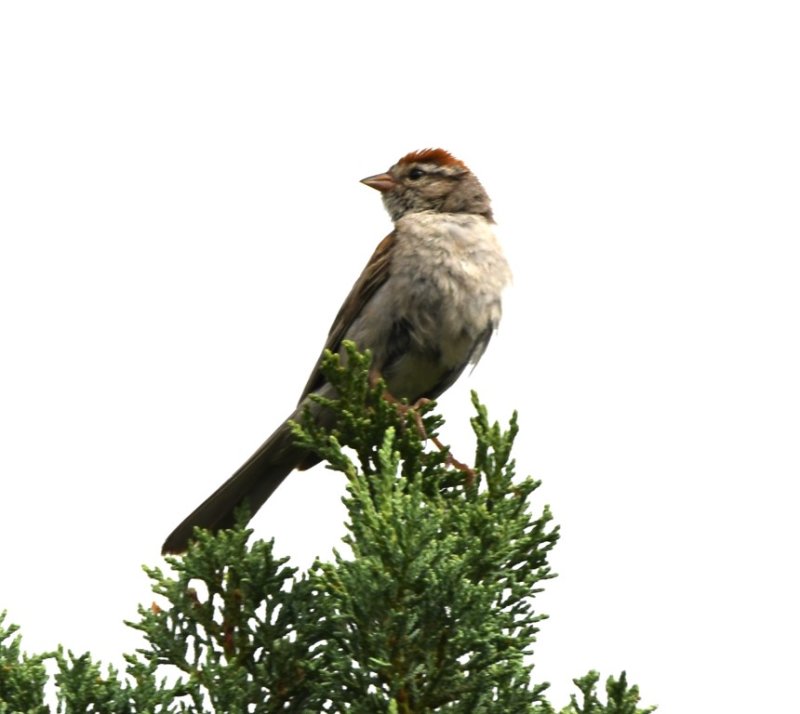DSC_9677b.jpg