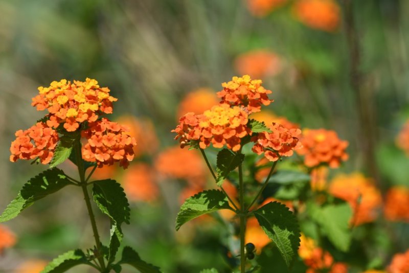 DSC_5796b.jpg