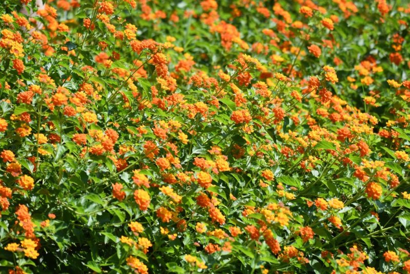 DSC_5798b.jpg