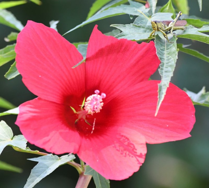 DSC_5816b.jpg