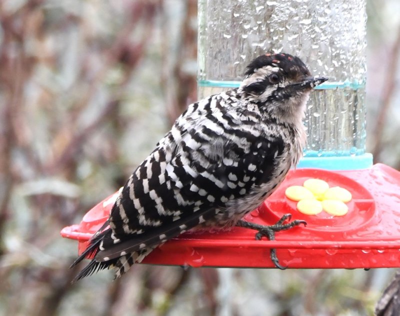 DSC_0663b.jpg