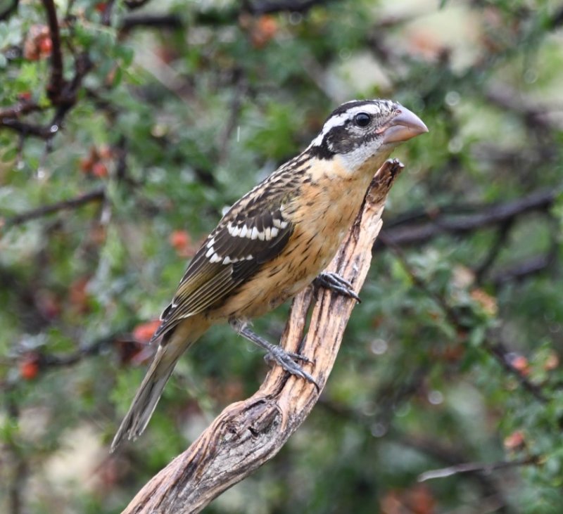 DSC_0760b.jpg
