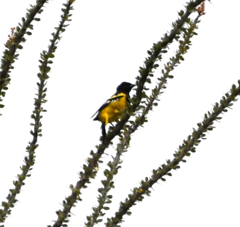 DSC_1130b.jpg