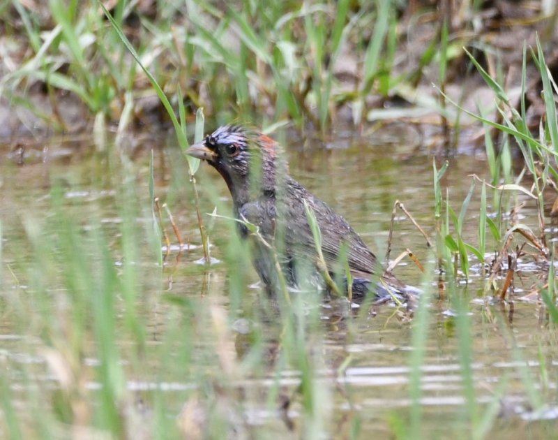 DSC_1180b.jpg