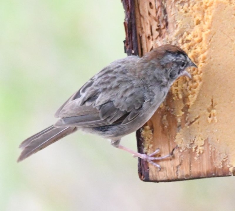 DSC_1324b.jpg